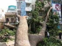 Vì sao cổ thụ cũng đổ trước mưa lớn và gió nhẹ?