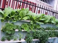 Lên rừng, xuống biểm tìm thực phẩm sạch cho con