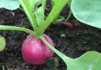 Vườn rau trên sân thượng 6 người ăn không xuể